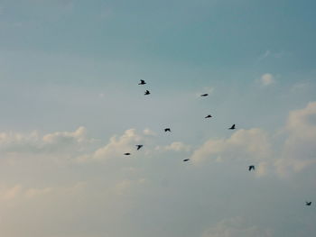 Low angle view of silhouette birds flying in sky