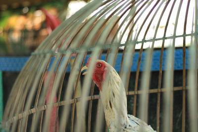 Close-up of bird in cage