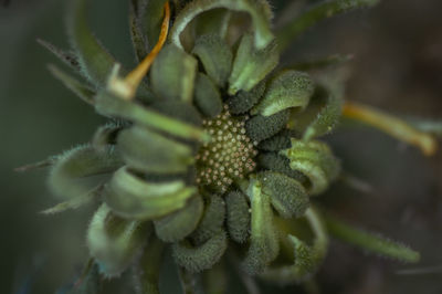 Close-up of flowering plant