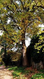 Trees in autumn