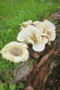 Close-up of mushroom on field