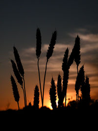 Close-up of silhouette plants against sunset sky