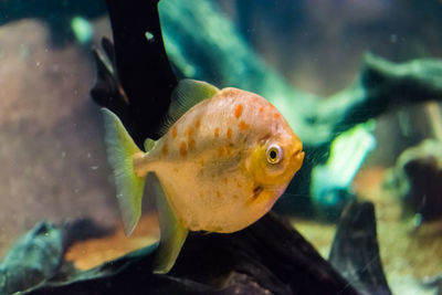 Close-up of fish swimming in sea