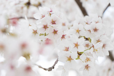 Close-up of white cherry blossom tree