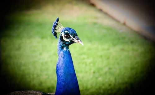 Close-up of peacock