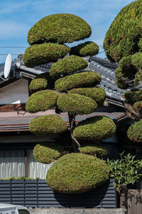 Full frame view of decorative well trimmed shrubbery by a house