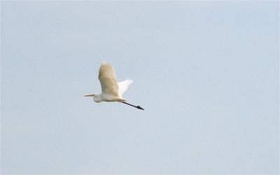 Low angle view of seagull flying