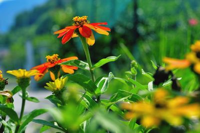 Close-up of orange flowering plant on field