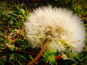 Close-up of dandelion flower