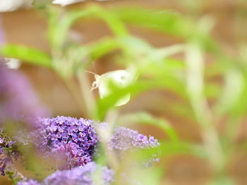 Close-up of bumblebee pollinating on purple flower