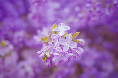 Close-up of cherry blossom