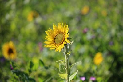 Close-up of yellow flower blooming outdoors