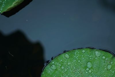 Close-up of water drops on plant leaves during rainy season