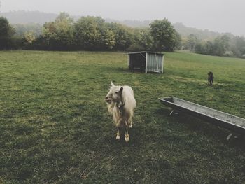 Goat standing on field