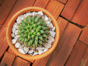 High angle view of succulent plant