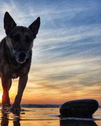 Portrait of dog on beach against sky during sunset