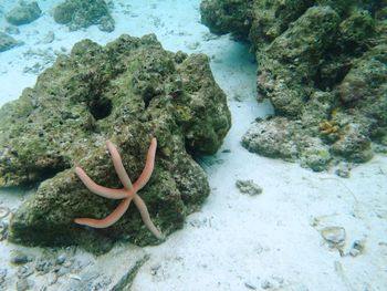 Close-up of coral in sea