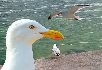 Seagulls on a lake