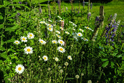 Close-up of white flowering plants on field