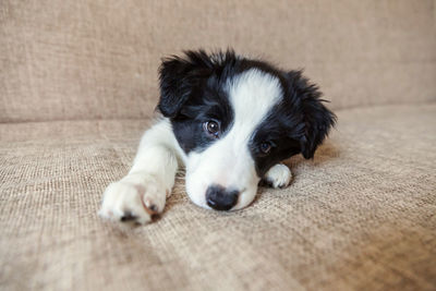 Portrait of puppy resting
