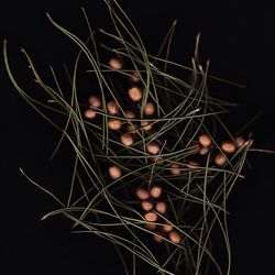 Close-up of plant seeds on black background
