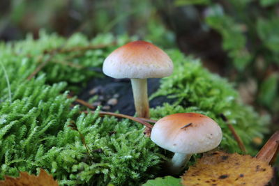 Close-up of mushrooms growing on land