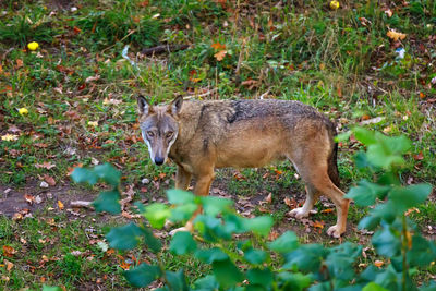 Portrait of italian wolf, close up of wolf. the predator looks at the camera with an intense gaze. 