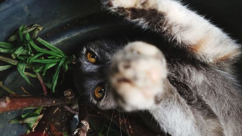 Close-up portrait of a cat