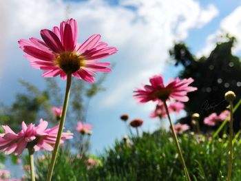 Close-up of pink flowers