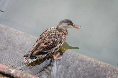 High angle view of bird perching on wood