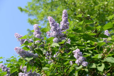 Close-up of purple flowering plant