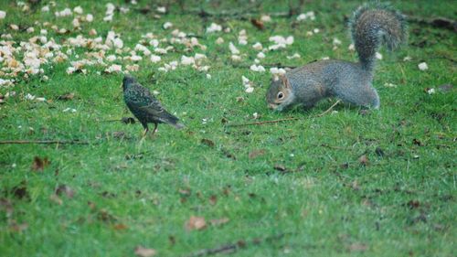 Squirrel on field