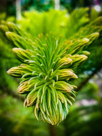 Close-up of fresh green leaves