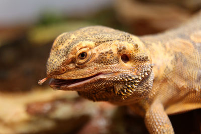 Close-up of lizard