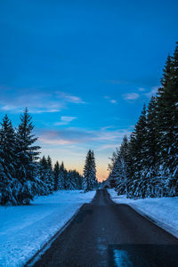 Sunset at pine forest at vrads sande, denmark