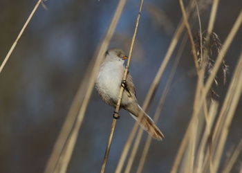 Close-up of bird perching on branch