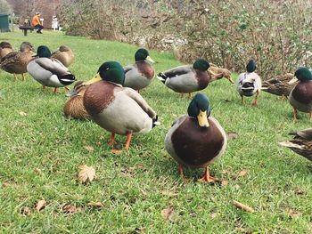 Ducks on grass