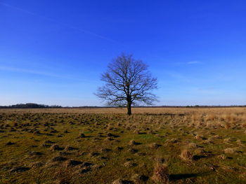 Bare trees on landscape