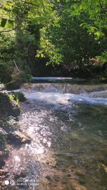 Scenic view of river amidst trees in forest