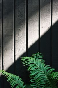 Close-up of plant