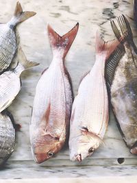 High angle view of fish on table