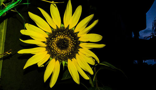 Close-up of sunflower blooming outdoors