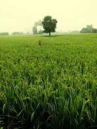 Scenic view of field against clear sky