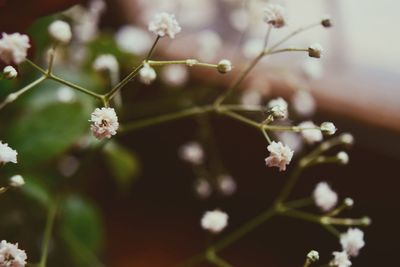 Close-up of flowers growing on tree