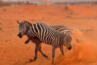 Zebras fighting on field