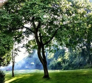 Trees in park