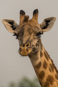 Close-up of giraffe