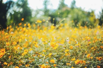 Close-up of yellow flowers blooming on field