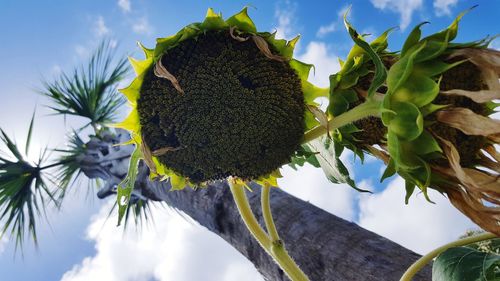 Low angle view of flowering plant against sky