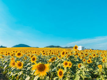 Scenic view of sunflower field against sky